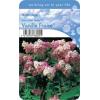 Hydrangea Paniculata "Vanille Fraise"&reg; pluimhortensia