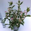 Weigela Florida struik Nana Variegata