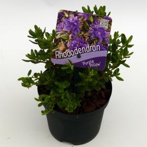 Dwerg rododendron (Rhododendron "Purperkissen") heester Dwerg rododendron (Rhododendron "Purperkissen") heester