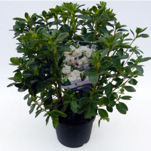 Rododendron (Rhododendron Japonica "Schneewittchen") heester Rododendron (Rhododendron Japonica "Schneewittchen") heester