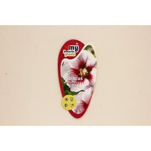 Hibiscus syriacus Monstrosus Hibiscus syriacus Monstrosus