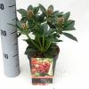 Skimmia (Skimmia Japonica &ldquo;Olympic Flame&rdquo;) heester