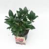 Skimmia (Skimmia Japonica &ldquo;Olympic Flame&rdquo;) heester