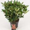 Skimmia (Skimmia Japonica &ldquo;Olympic Flame&rdquo;) heester