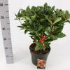 Skimmia (Skimmia Japonica &ldquo;Olympic Flame&rdquo;) heester
