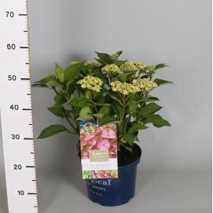 Hydrangea Macrophylla "Magical Harmony Roze"® boerenhortensia Hydrangea Macrophylla "Magical Harmony Roze"® boerenhortensia