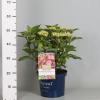 Hydrangea Macrophylla "Magical Harmony Roze"&reg; boerenhortensia