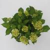 Hydrangea Macrophylla "Magical Harmony Roze"&reg; boerenhortensia