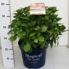 Hydrangea Macrophylla "Magical Harmony Roze"&reg; boerenhortensia