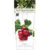 Cranberry (vaccinium macrocarpon &ldquo;Pilgrim&rdquo;) fruitplanten