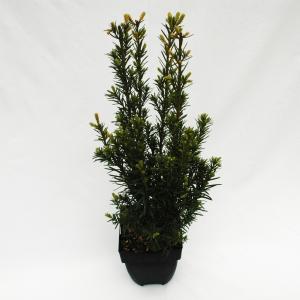 Taxus (Taxus media "Groenland") conifeer Taxus (Taxus media "Groenland") conifeer
