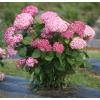 Hydrangea Arborescens "Pink Annabelle"&reg; sneeuwbalhortensia
