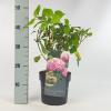 Hydrangea Arborescens "Pink Annabelle"&reg; sneeuwbalhortensia