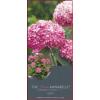 Hydrangea Arborescens "Pink Annabelle"&reg; sneeuwbalhortensia