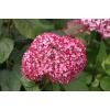 Hydrangea Arborescens "Pink Annabelle"&reg; sneeuwbalhortensia