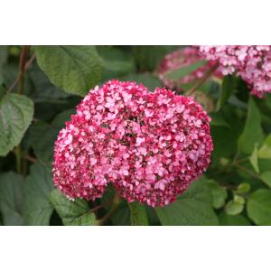 Hydrangea Arborescens "Pink Annabelle"® sneeuwbalhortensia Hydrangea Arborescens "Pink Annabelle"® sneeuwbalhortensia