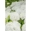 Hydrangea Arborescens "Strong Annabelle"&reg; sneeuwbalhortensia