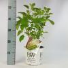 Hydrangea Arborescens "Strong Annabelle"&reg; sneeuwbalhortensia