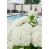 Hydrangea Arborescens "Strong Annabelle"&reg; sneeuwbalhortensia