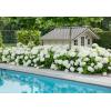 Hydrangea Arborescens "Strong Annabelle"&reg; sneeuwbalhortensia