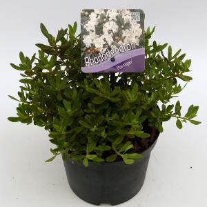 Dwerg rododendron (Rhododendron "Ptarmigan") heester Dwerg rododendron (Rhododendron "Ptarmigan") heester