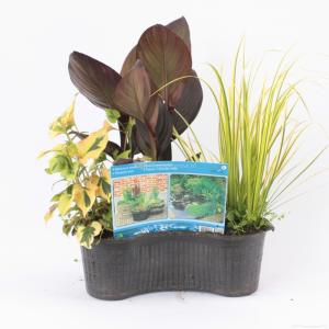 Mix waterplanten in ovale vijvermand (3 stuks) Mix waterplanten in ovale vijvermand (3 stuks)