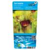 Witte trompetbekerplant (Sarracenia leucophylla) moerasplant (6-stuks)