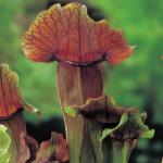 Oranjebruine trompetbekerplant (Sarracenia &ldquo;Maroon&rdquo;) moerasplant (6-stuks)