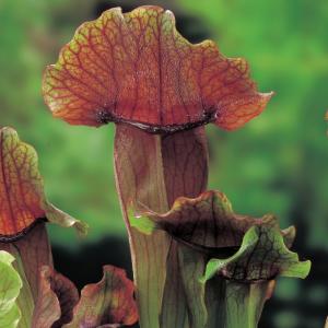Oranjebruine trompetbekerplant (Sarracenia “Maroon”) moerasplant (6-stuks) Oranjebruine trompetbekerplant (Sarracenia “Maroon”) moerasplant (6-stuks)