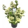Hydrangea Paniculata "Wim's Red"&reg; pluimhortensia
