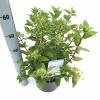 Hydrangea Paniculata "Wim's Red"&reg; pluimhortensia