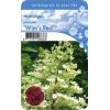 Hydrangea Paniculata "Wim's Red"&reg; pluimhortensia
