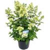 Hydrangea Paniculata "Bombshell"&reg; pluimhortensia