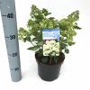 Hydrangea Paniculata "Bombshell"&reg; pluimhortensia