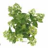 Hydrangea Paniculata "Bombshell"&reg; pluimhortensia