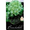Hydrangea Paniculata "Bombshell"&reg; pluimhortensia