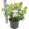 Hydrangea Paniculata "Bombshell"&reg; pluimhortensia