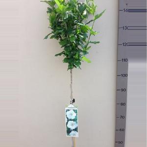 Hibiscus syriacus W. R. Smith op stam Hibiscus syriacus W. R. Smith op stam