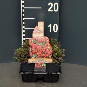 Stekelnootje (acaena microphylla "Kupferteppich") bodembedekker Stekelnootje (acaena microphylla "Kupferteppich") bodembedekker