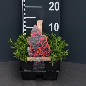 Steenanjer (dianthus deltoides "Flashing Light") bodembedekker Steenanjer (dianthus deltoides "Flashing Light") bodembedekker