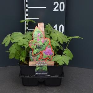 Ooievaarsbek (geranium macrorrhizum) bodembedekker Ooievaarsbek (geranium macrorrhizum) bodembedekker