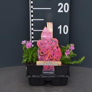 Kruipphlox (phlox subulata "Atropurpurea") bodembedekker Kruipphlox (phlox subulata "Atropurpurea") bodembedekker