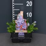 Kruipphlox (phlox subulata "Emerald Cushion Blue") bodembedekker