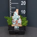 Kruipphlox (phlox subulata "Maischnee") bodembedekker