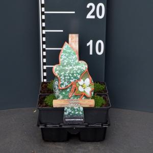 Vetmuur (sagina subulata) bodembedekker Vetmuur (sagina subulata) bodembedekker