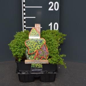 Citroentijm (thymus citriodorus "Bertram Anderson") bodembedekker Citroentijm (thymus citriodorus "Bertram Anderson") bodembedekker