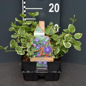 Grote maagdenpalm (vinca major "Variegata") bodembedekker Grote maagdenpalm (vinca major "Variegata") bodembedekker