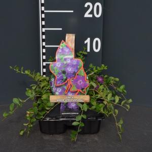 Kleine maagdenpalm (vinca minor "Atropurpurea") bodembedekker Kleine maagdenpalm (vinca minor "Atropurpurea") bodembedekker