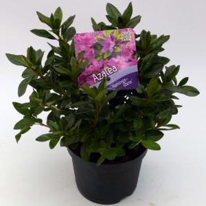 Rododendron (Rhododendron Japonica "Konigstein") heester Rododendron (Rhododendron Japonica "Konigstein") heester