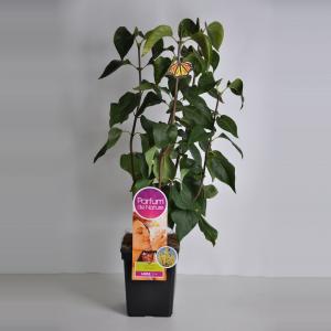 Sering (syringa vulgaris "Primrose"Parfum de Nature) Sering (syringa vulgaris "Primrose"Parfum de Nature)